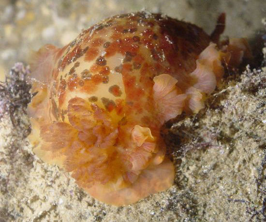 Dendrodoris senegalensis